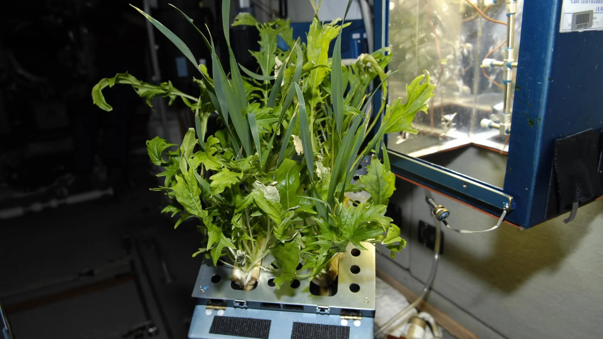Какой овощ вырастили на космической станции. Оранжерея Veggie МКС. Растения выращенные в космосе. Растения на МКС. Гидропоника в космосе.